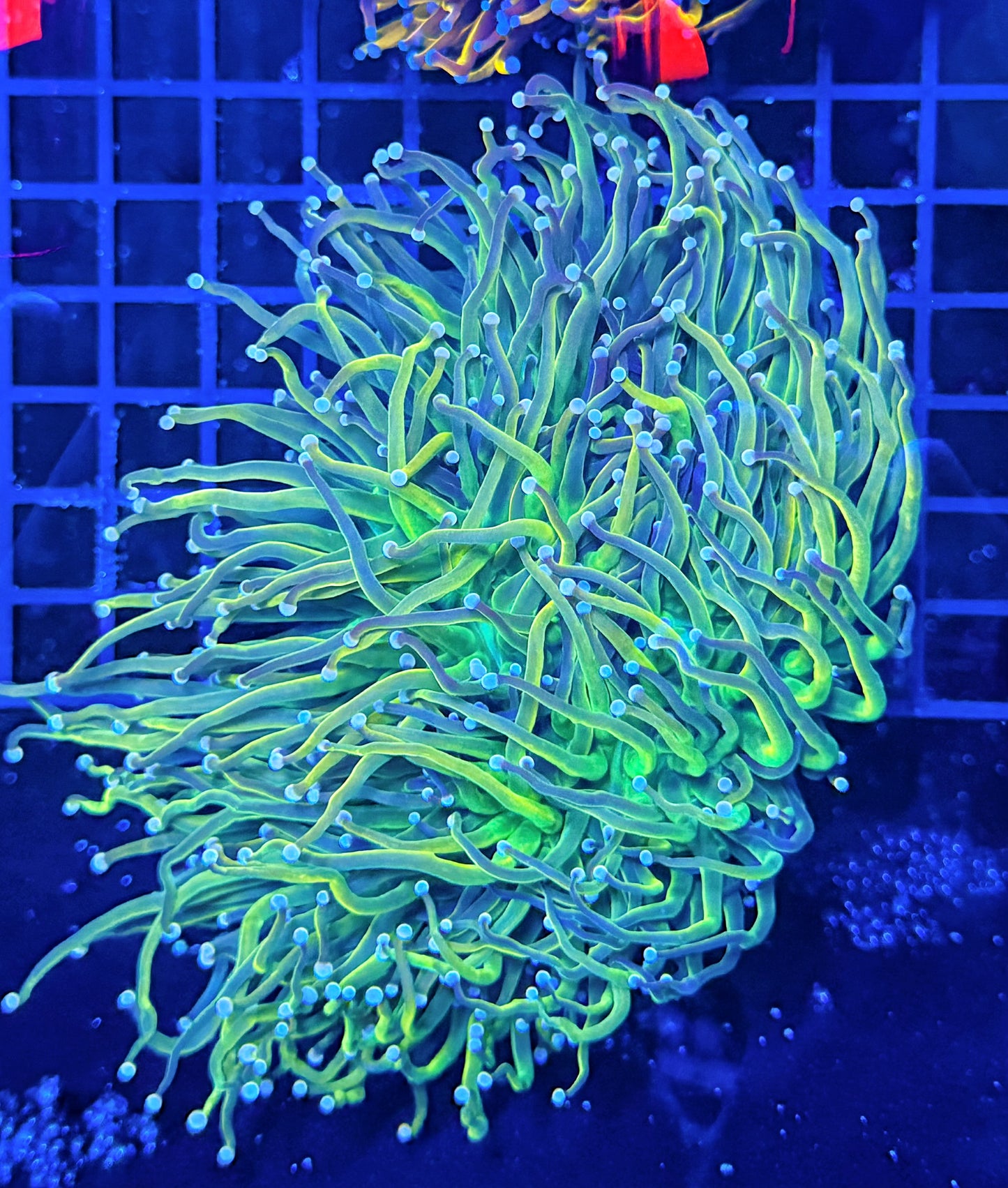Malay holy grail 5+ cuttable heads colony (retail grade)