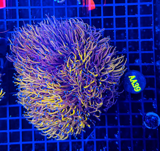 24k cuttable 6-12+ heads colony large