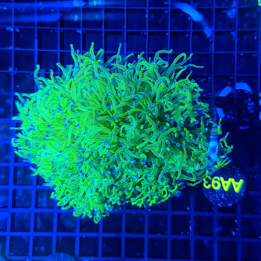Indo green clearance