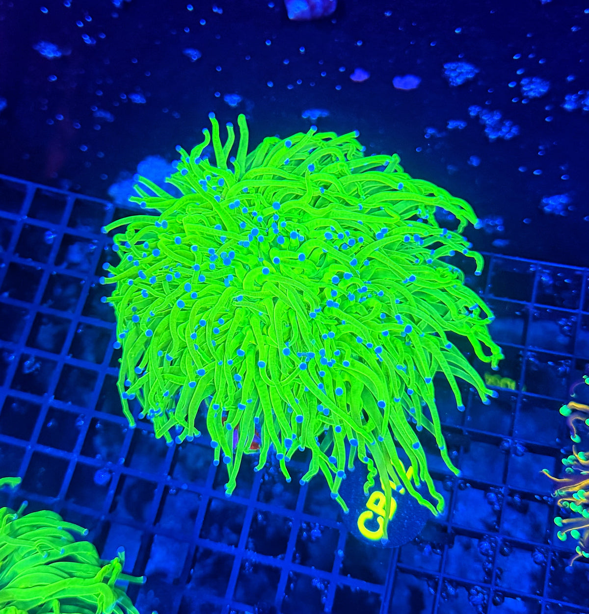 Todds cuttable 4-8+ heads colony
