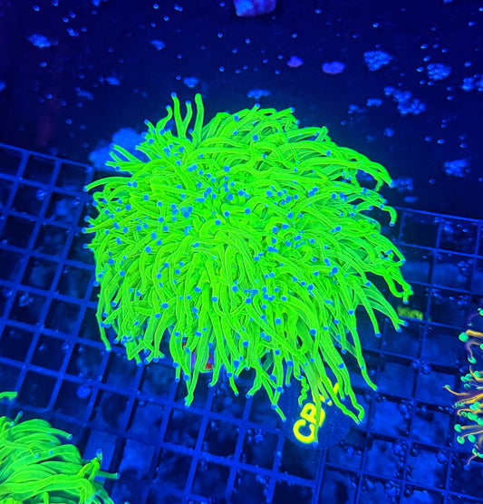Todds cuttable 4-8+ heads colony