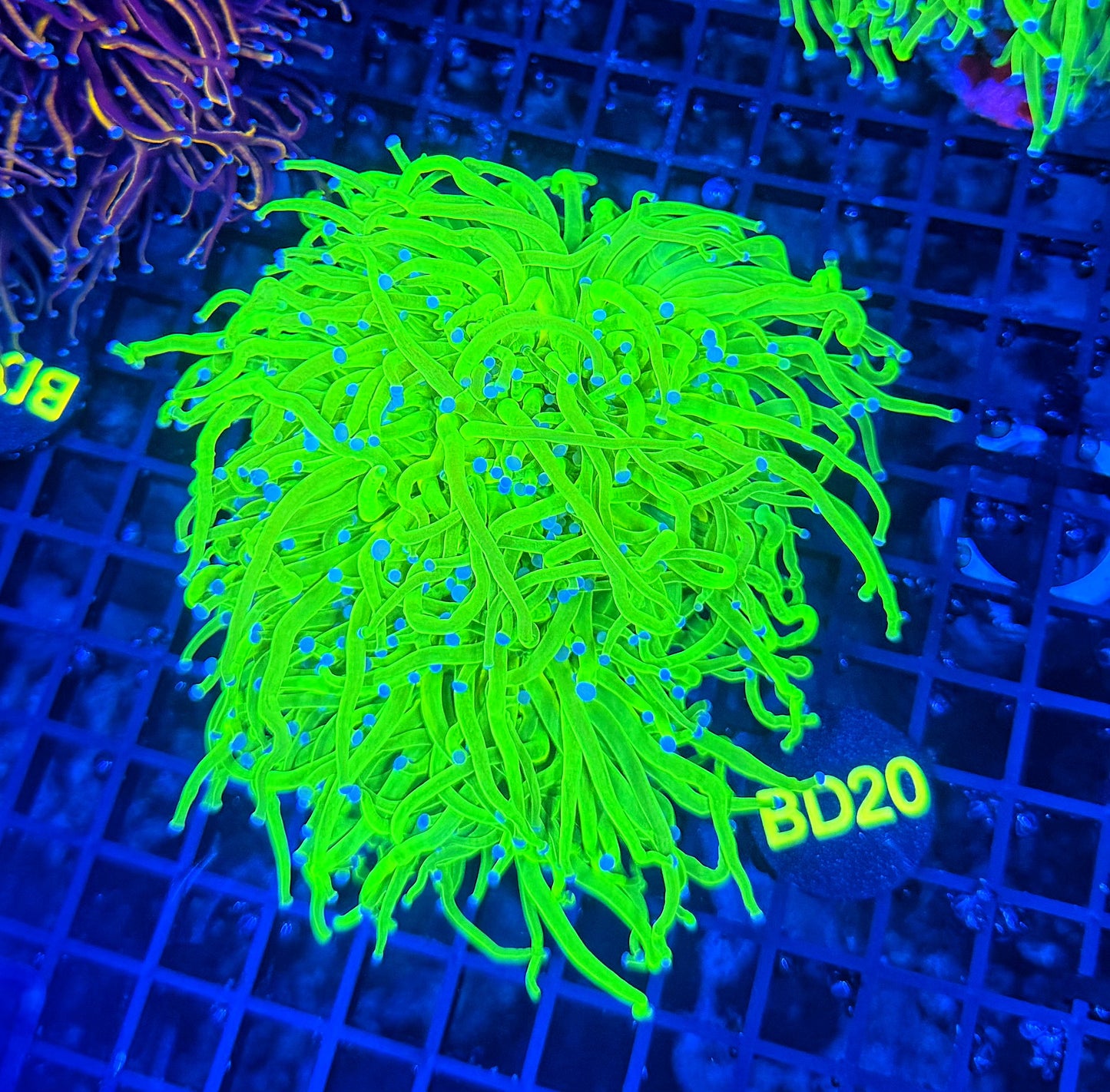 Todds cuttable 4-8+ heads colony