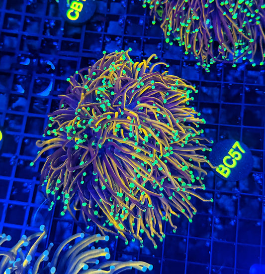 Indo gold cuttable 4-8+ heads colony