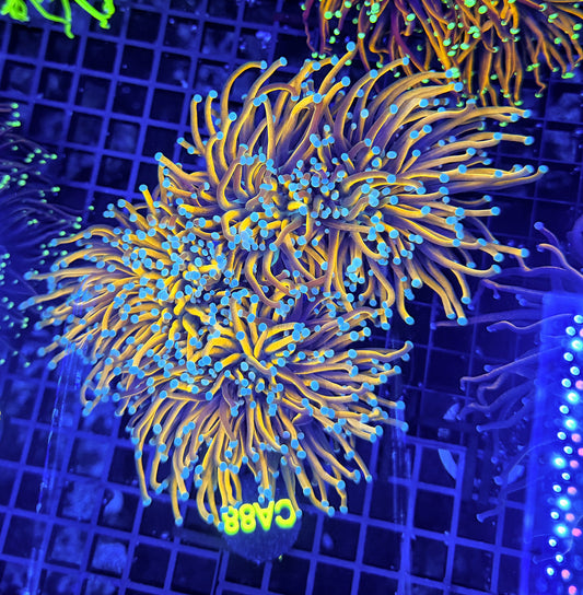 Indo ultra gold colony