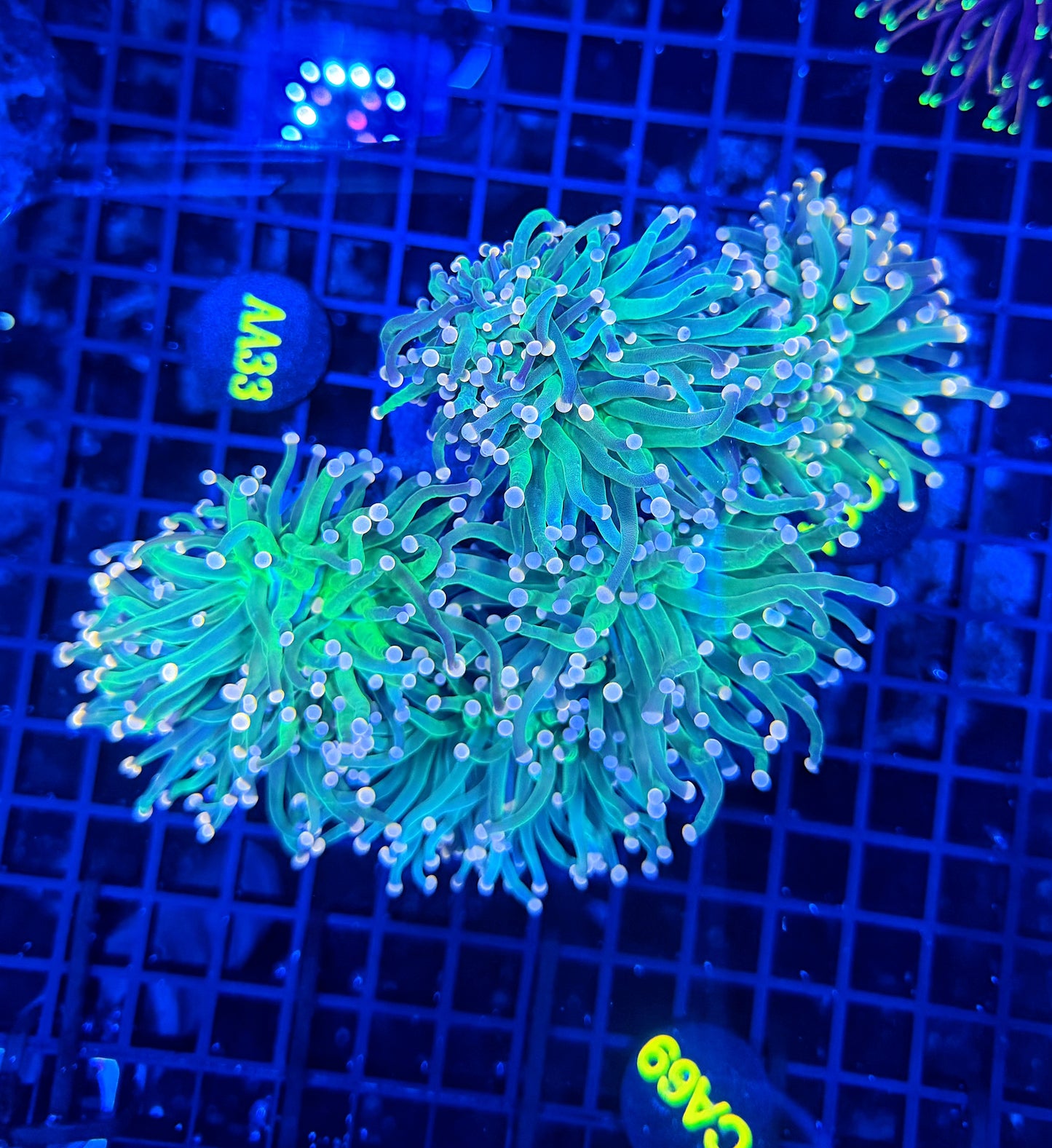 Indo green clearance
