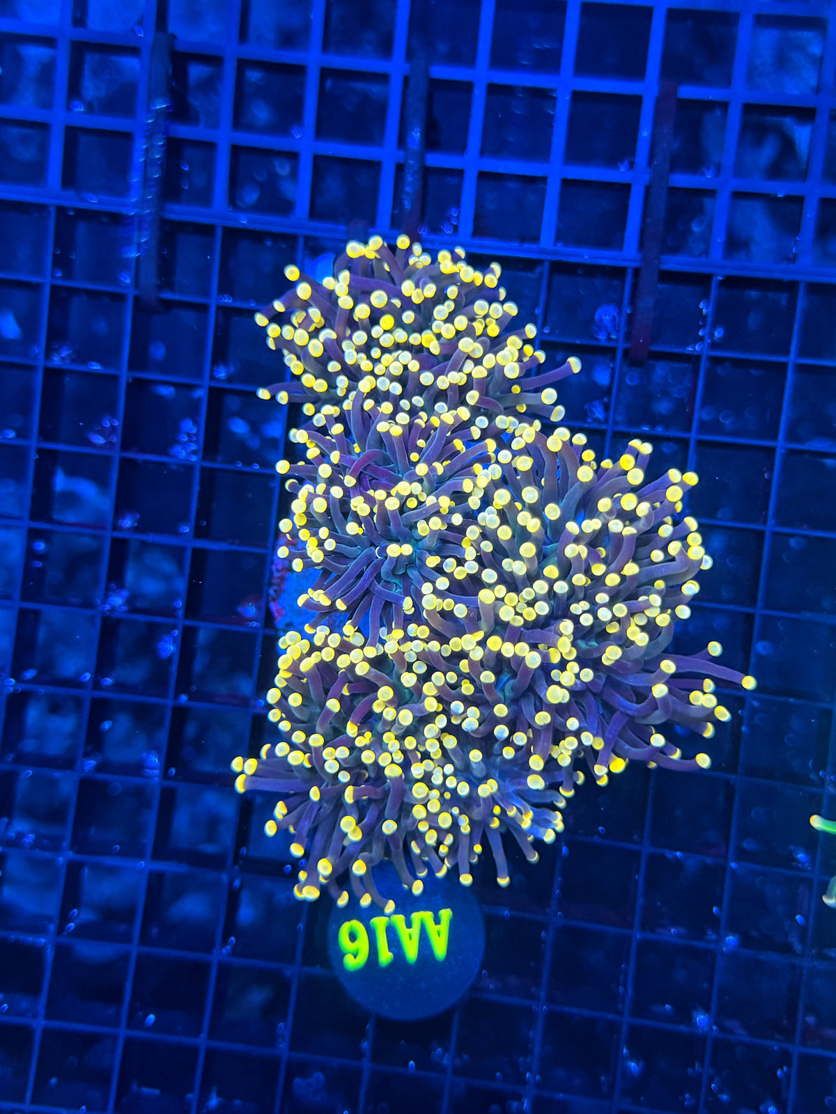 Neon tip colony