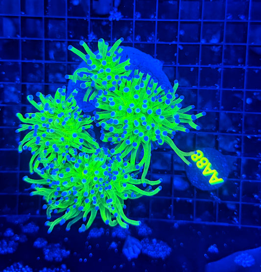 Todds cuttable 4 heads colony
