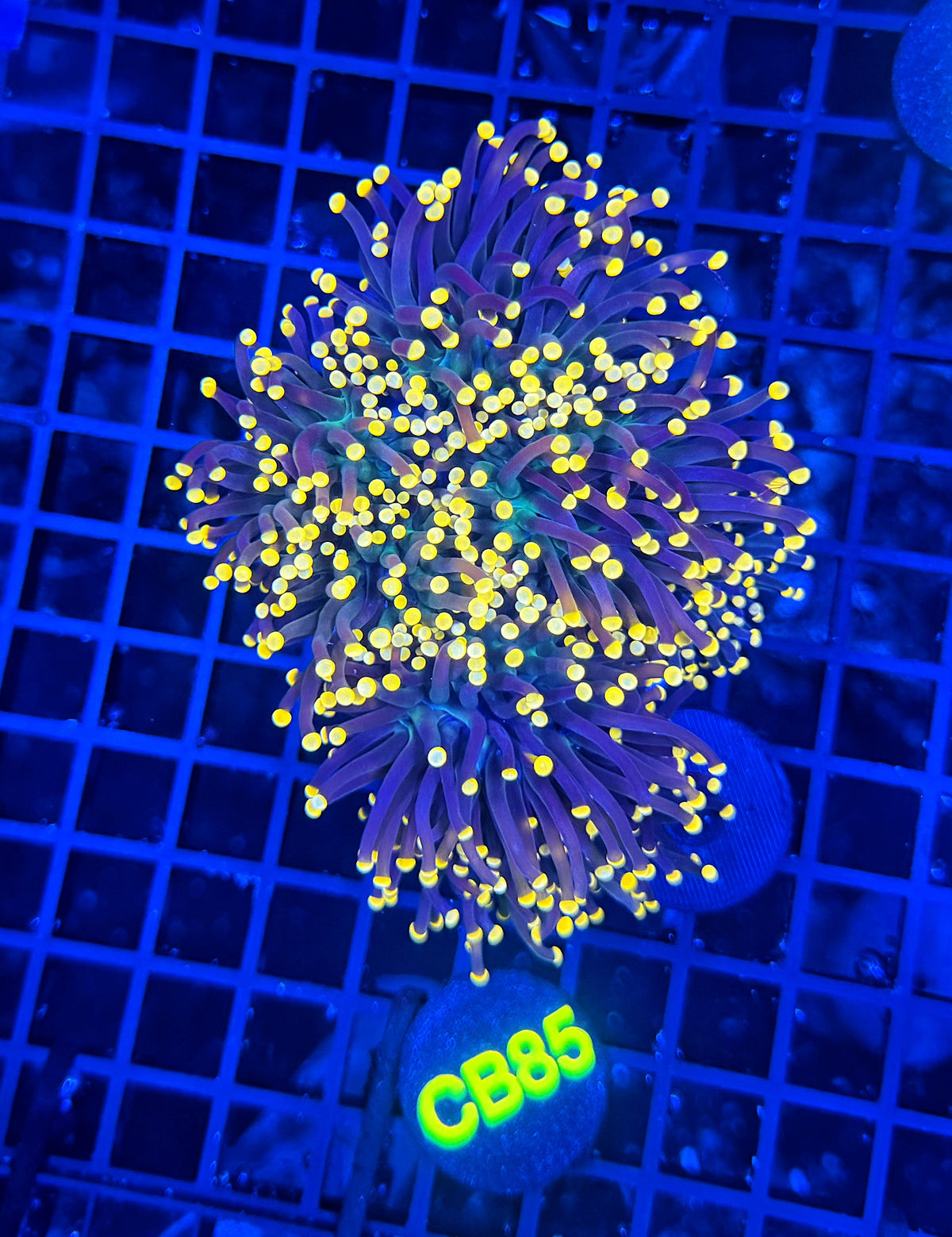 Neon tip colony small