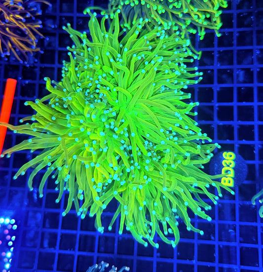 Rainbow torch cuttable 4+ heads colony