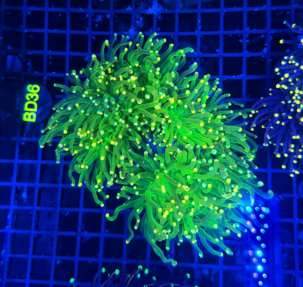 Indo green yellow tip