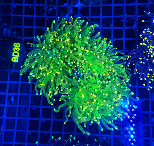 Indo green yellow tip