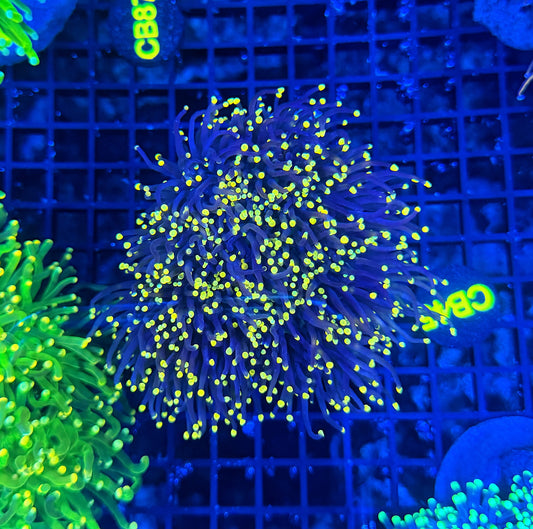 Neon tip colony