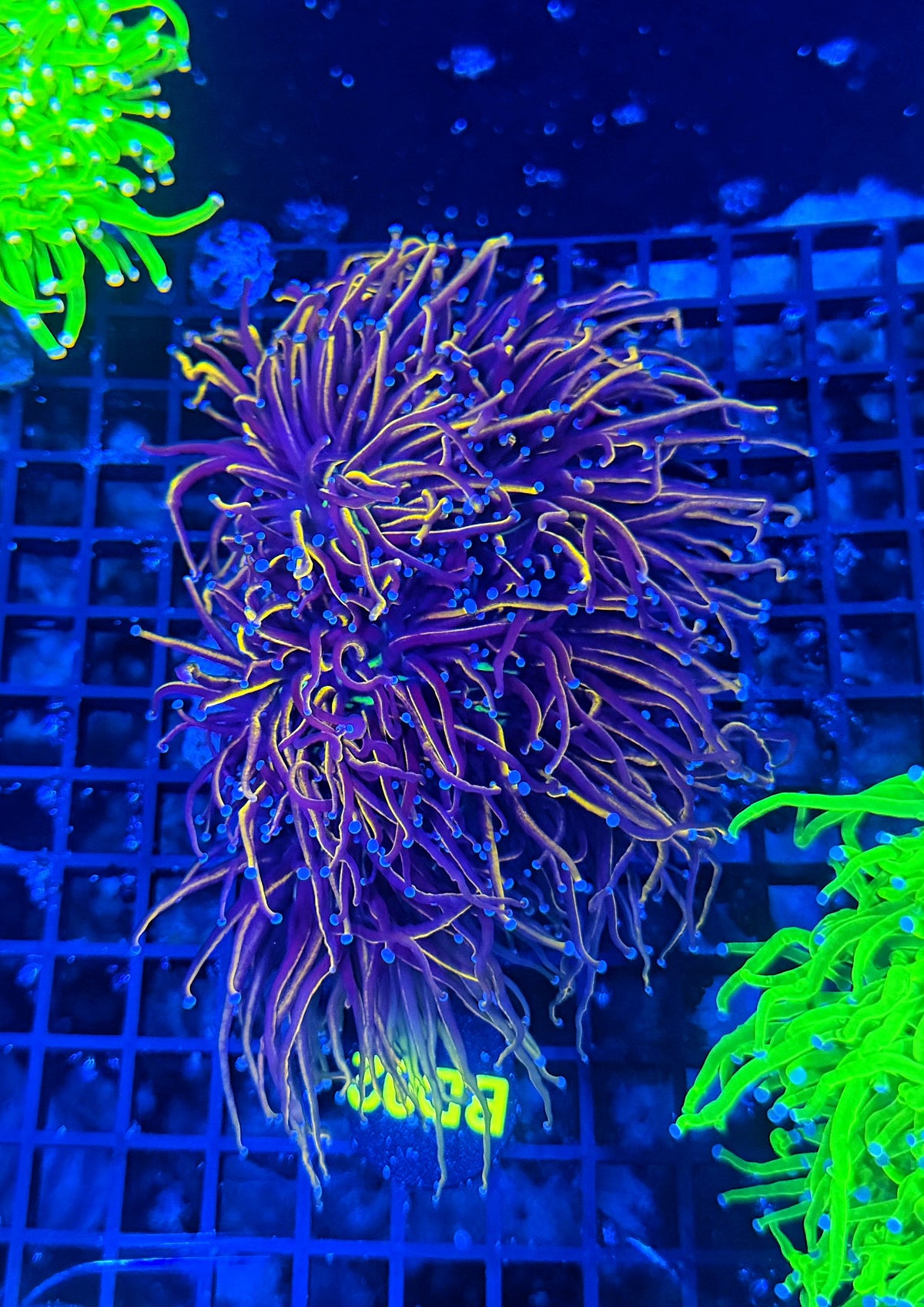NKY / 24k cuttable 3-6 +heads colony