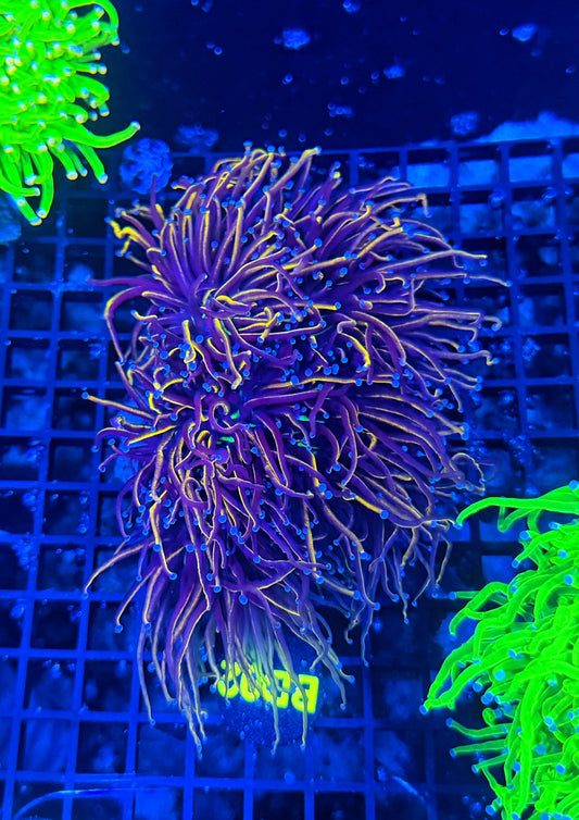 NKY / 24k cuttable 3-6 +heads colony