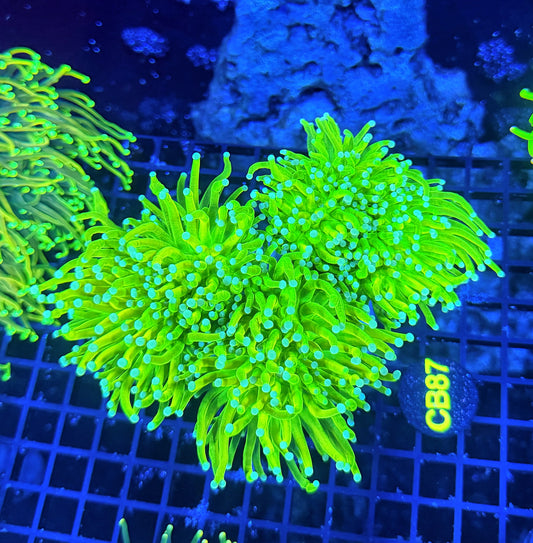 OG master cuttable 4+ heads colony
