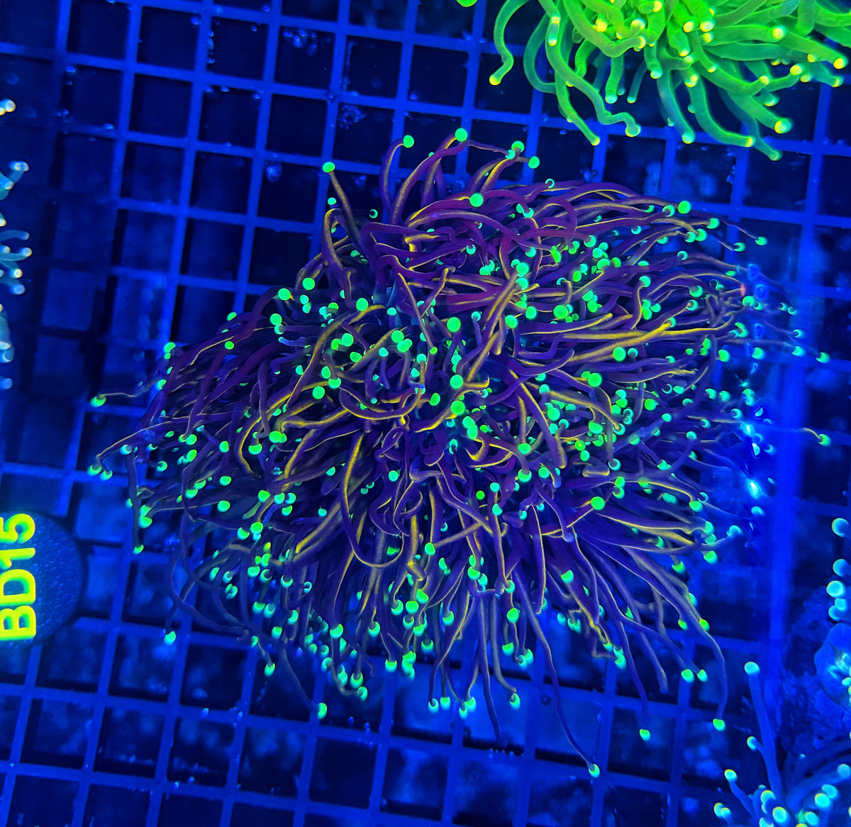 Indo gold cuttable 4-8+ heads colony