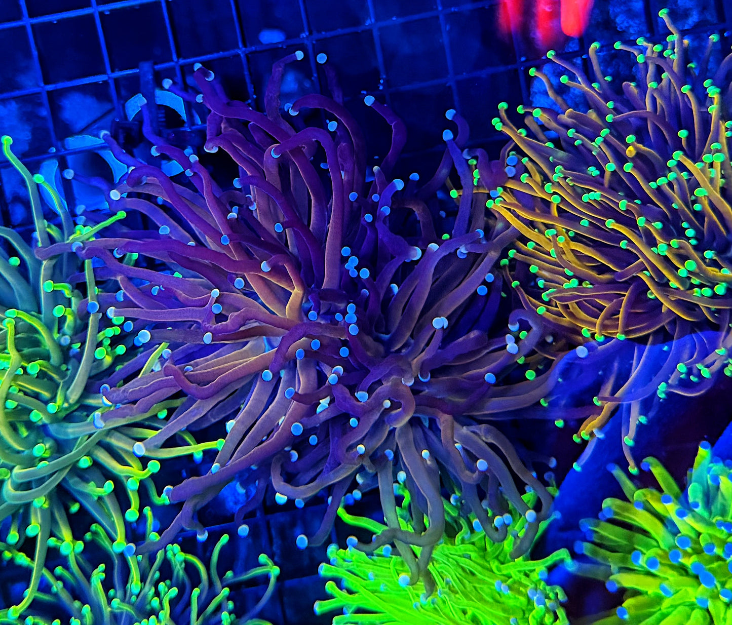 Bio color tip tiger double