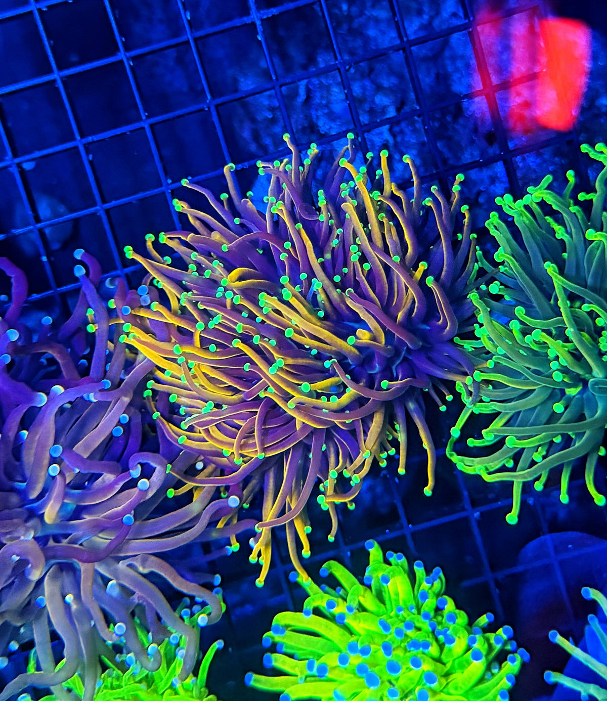 Indo gold double