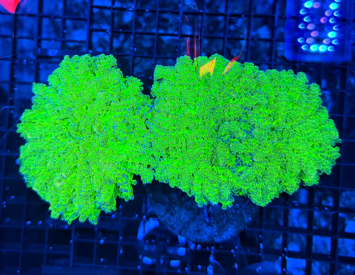 Malay noodle frogspawn