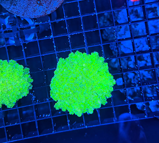 Malay noodle frogspawn