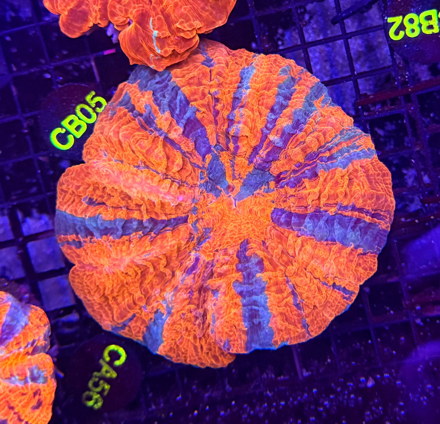 Rainbow acantho clearance