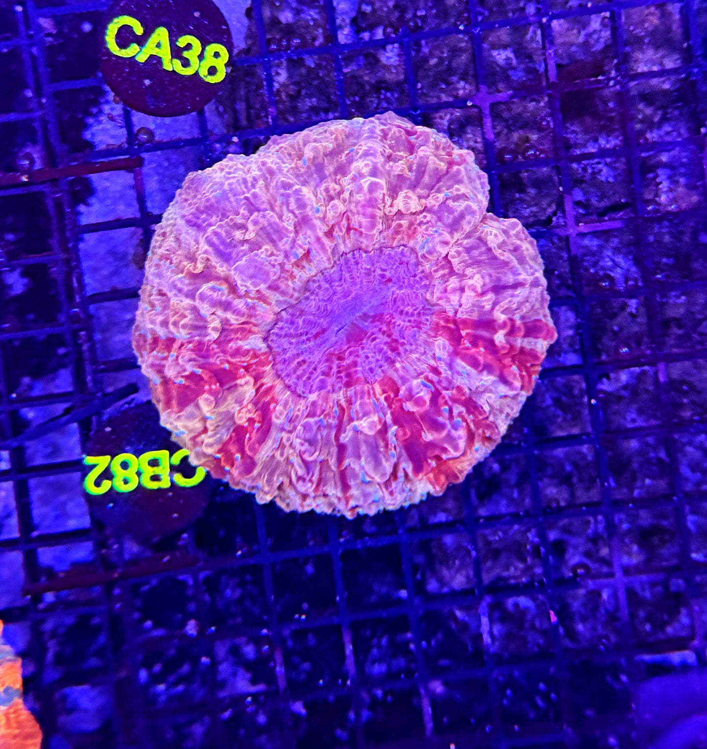 Rainbow acantho clearance