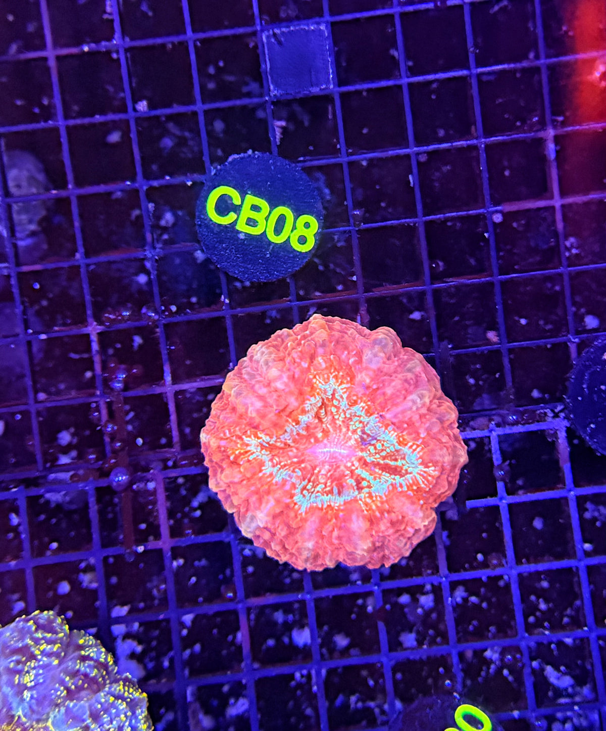 Rainbow acantho clearance