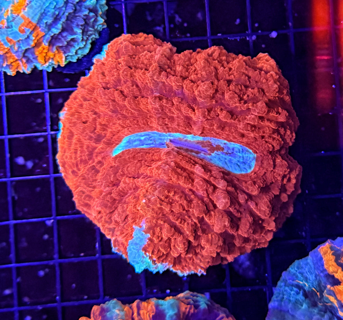 Rainbow acantho clearance