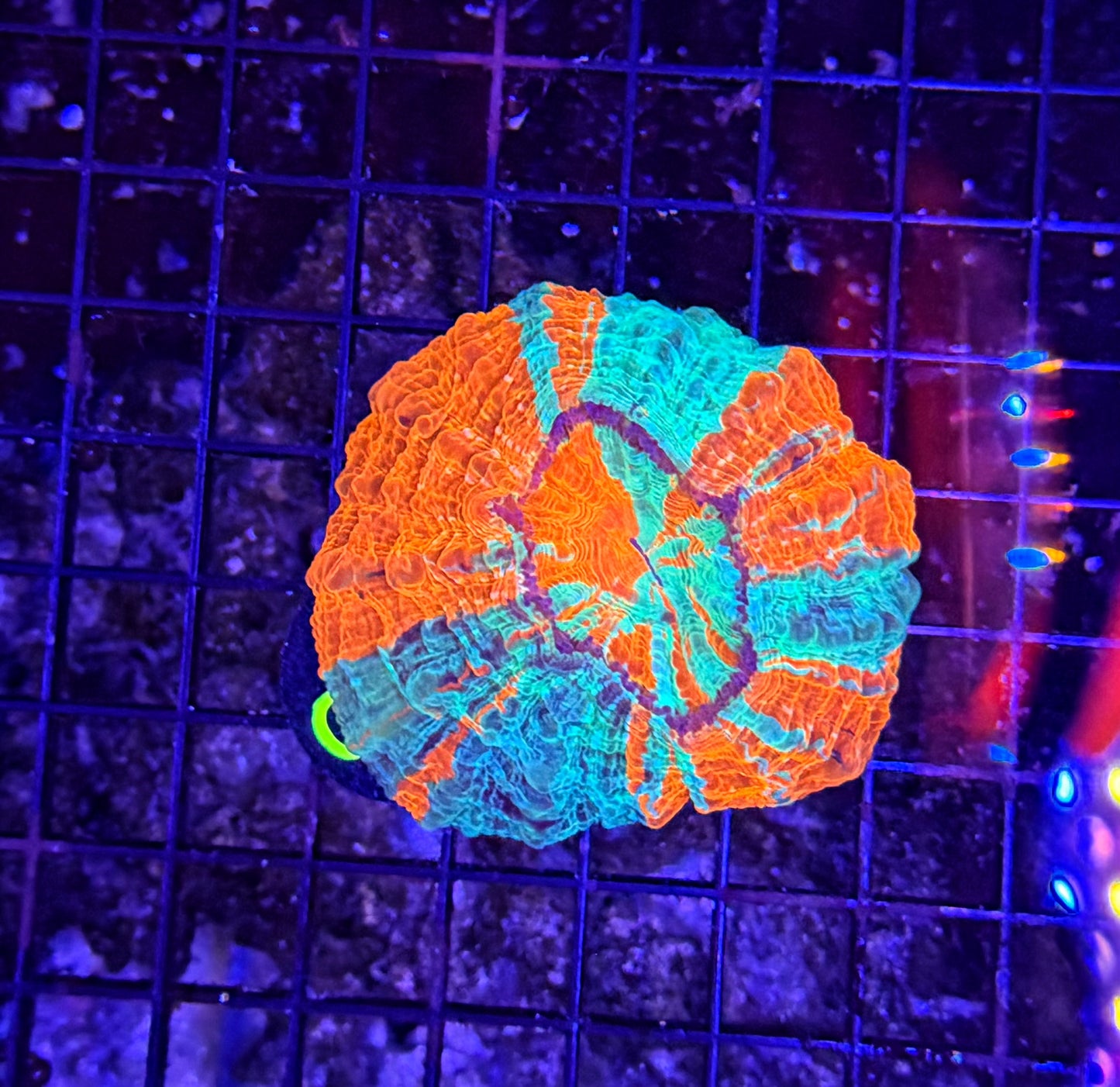 Rainbow acantho clearance