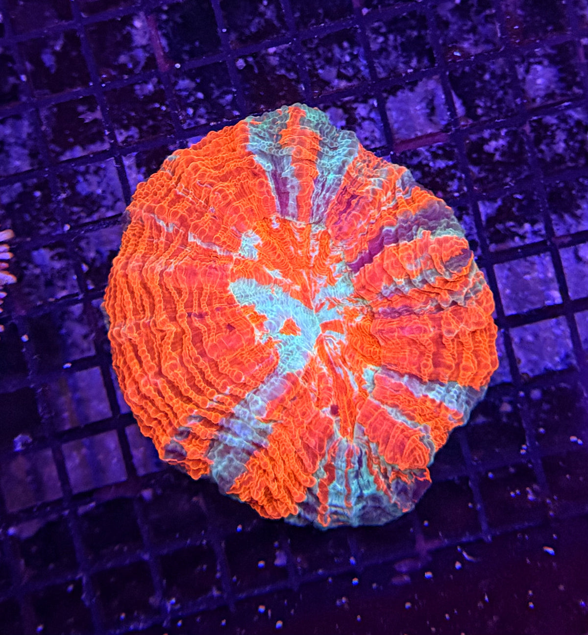 Rainbow acantho clearance