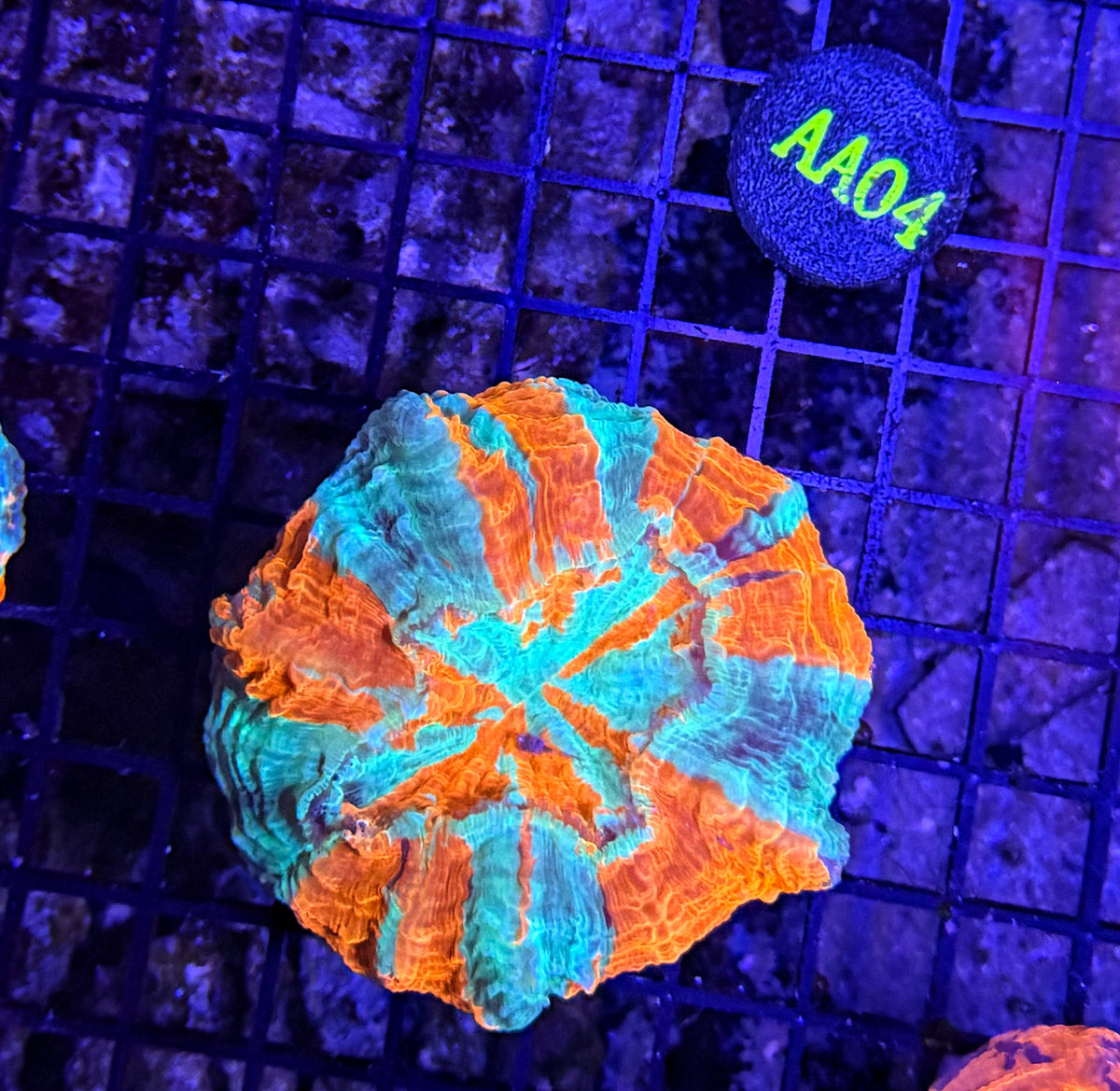 Rainbow acantho clearance