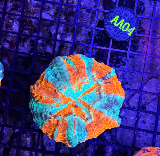 Rainbow acantho clearance