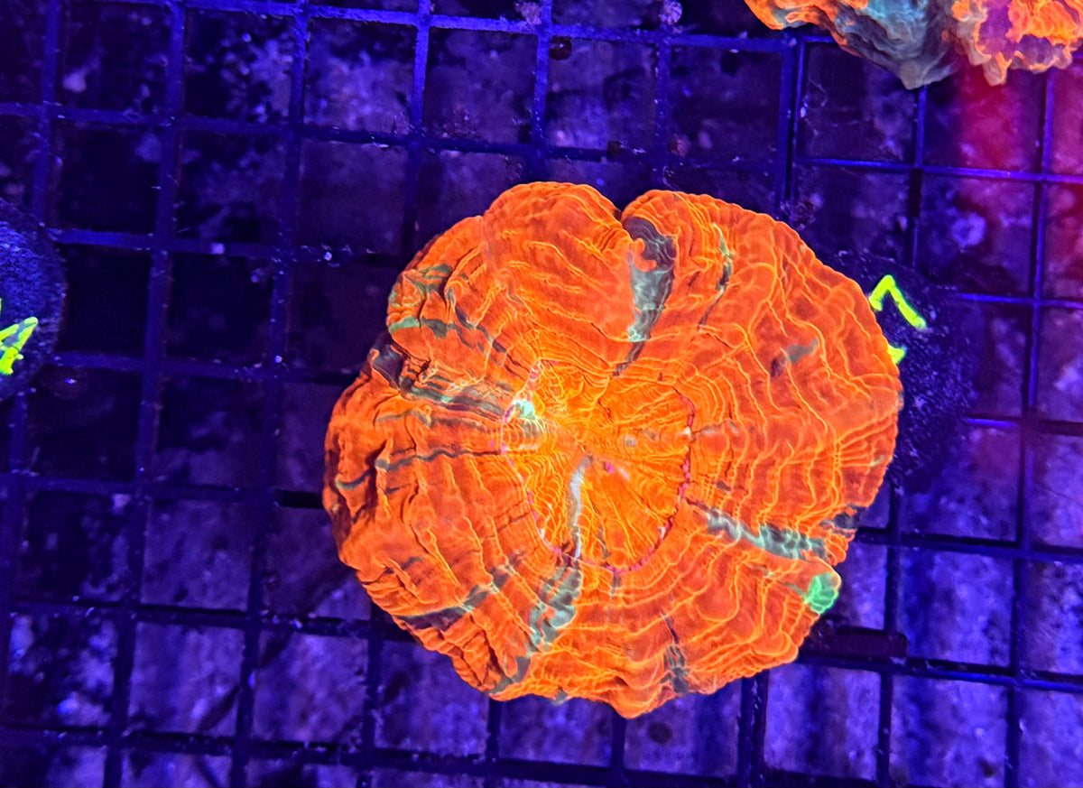 Rainbow acantho clearance