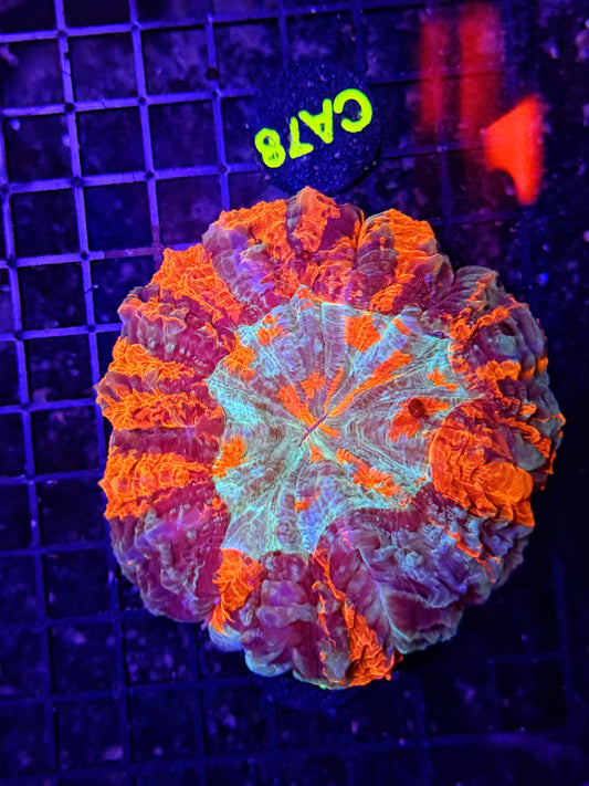 Ultra acantho clearance