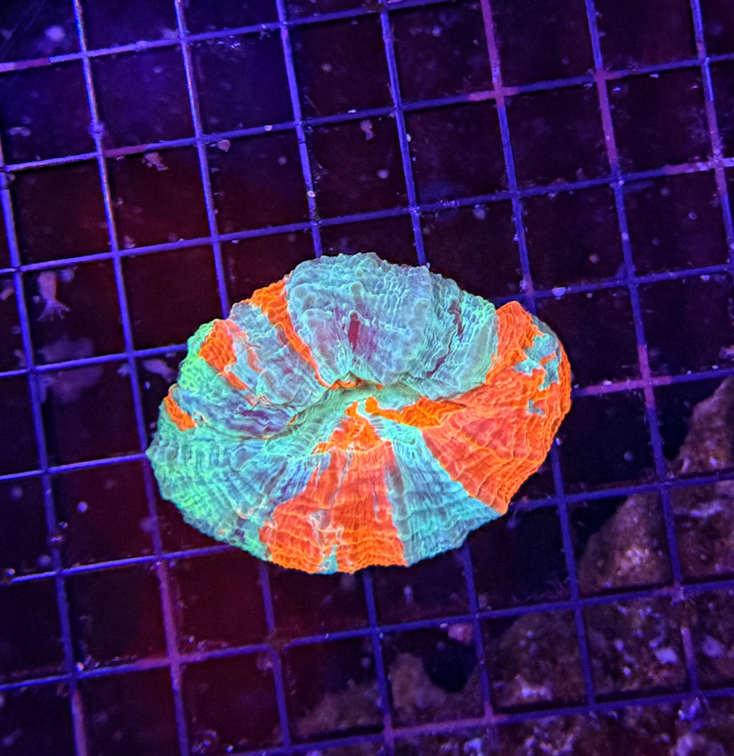 Rainbow acantho clearance