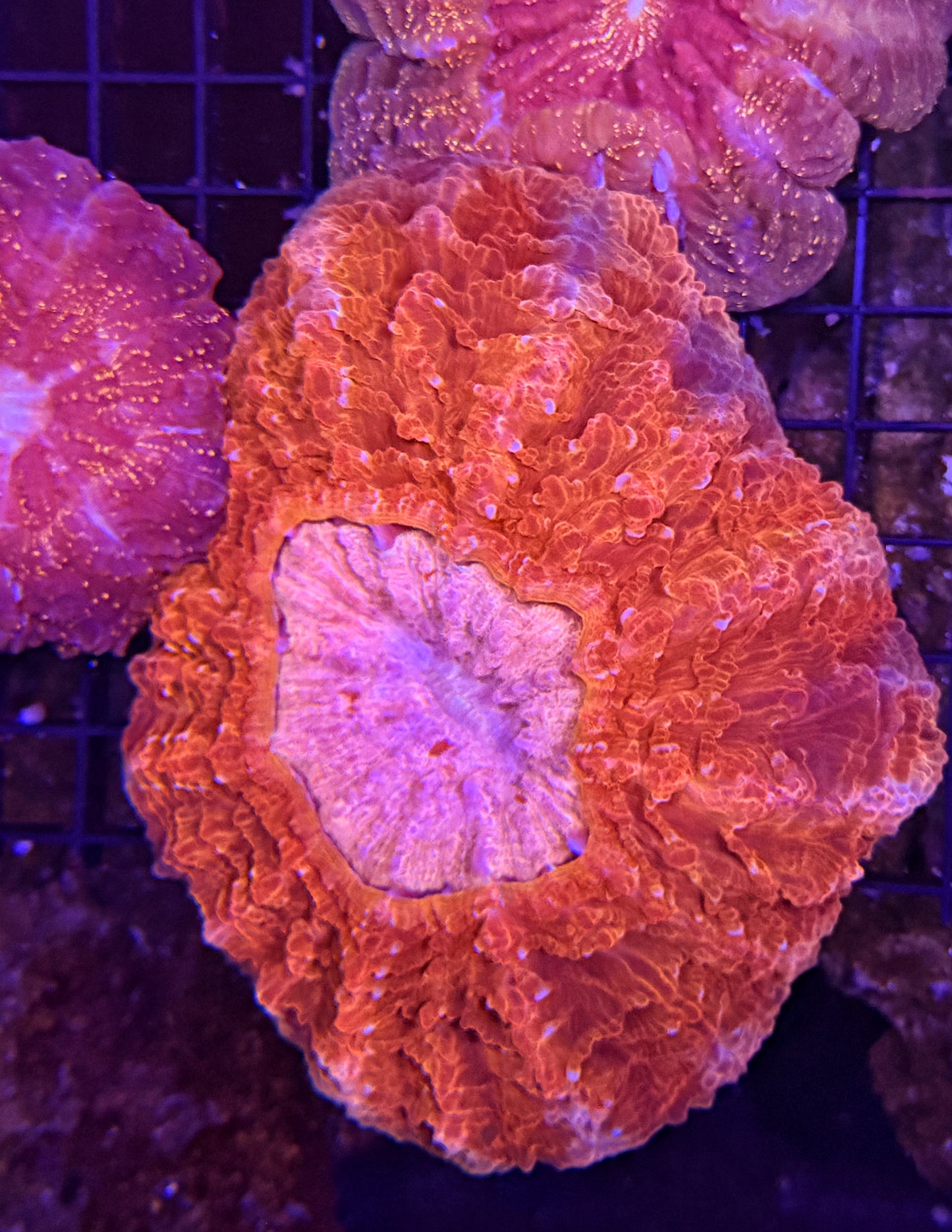 Rainbow acantho clearance