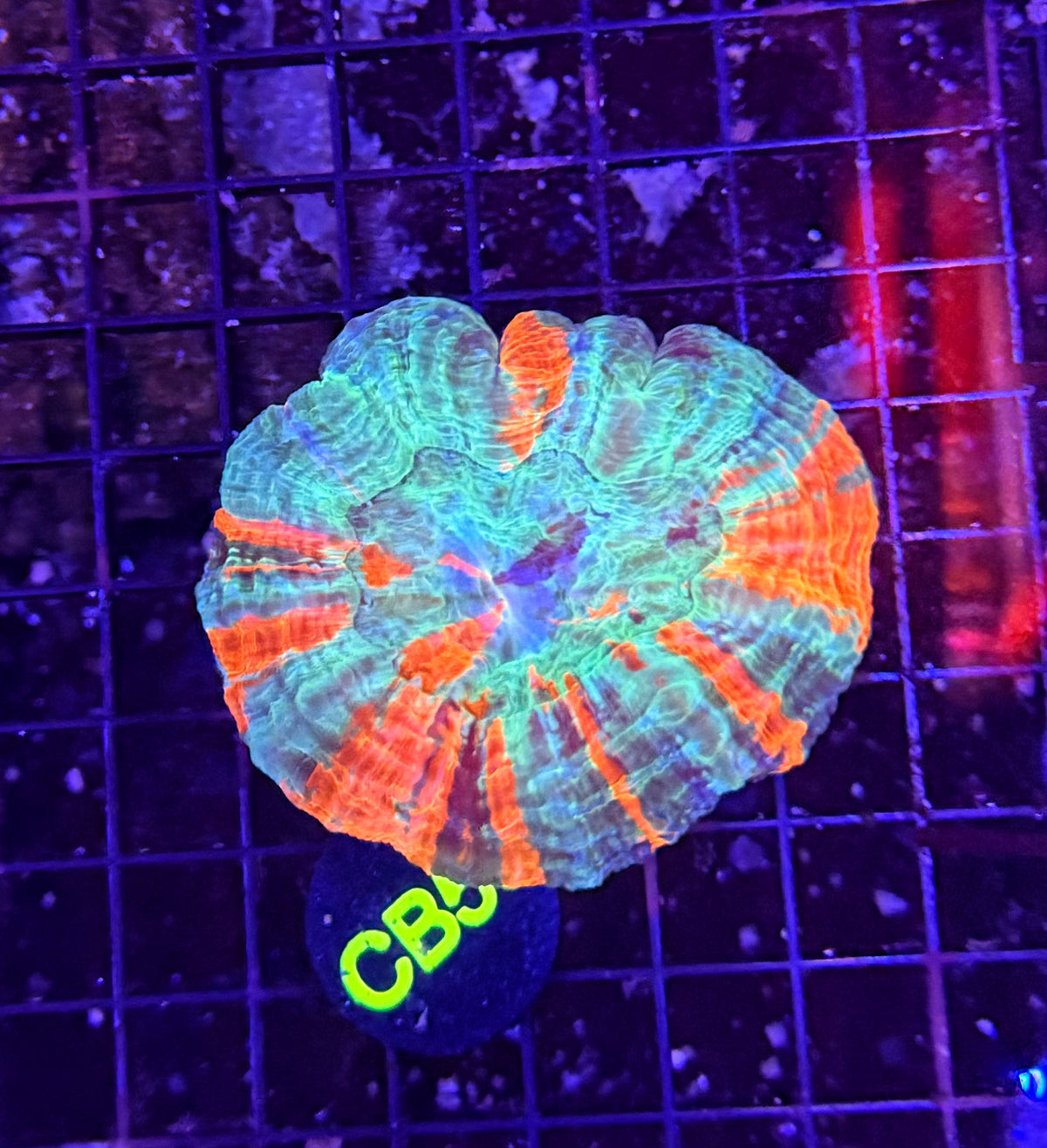 Rainbow acantho clearance