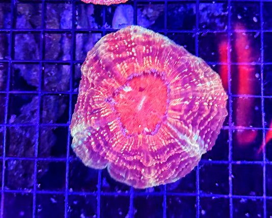 Rainbow acantho clearance
