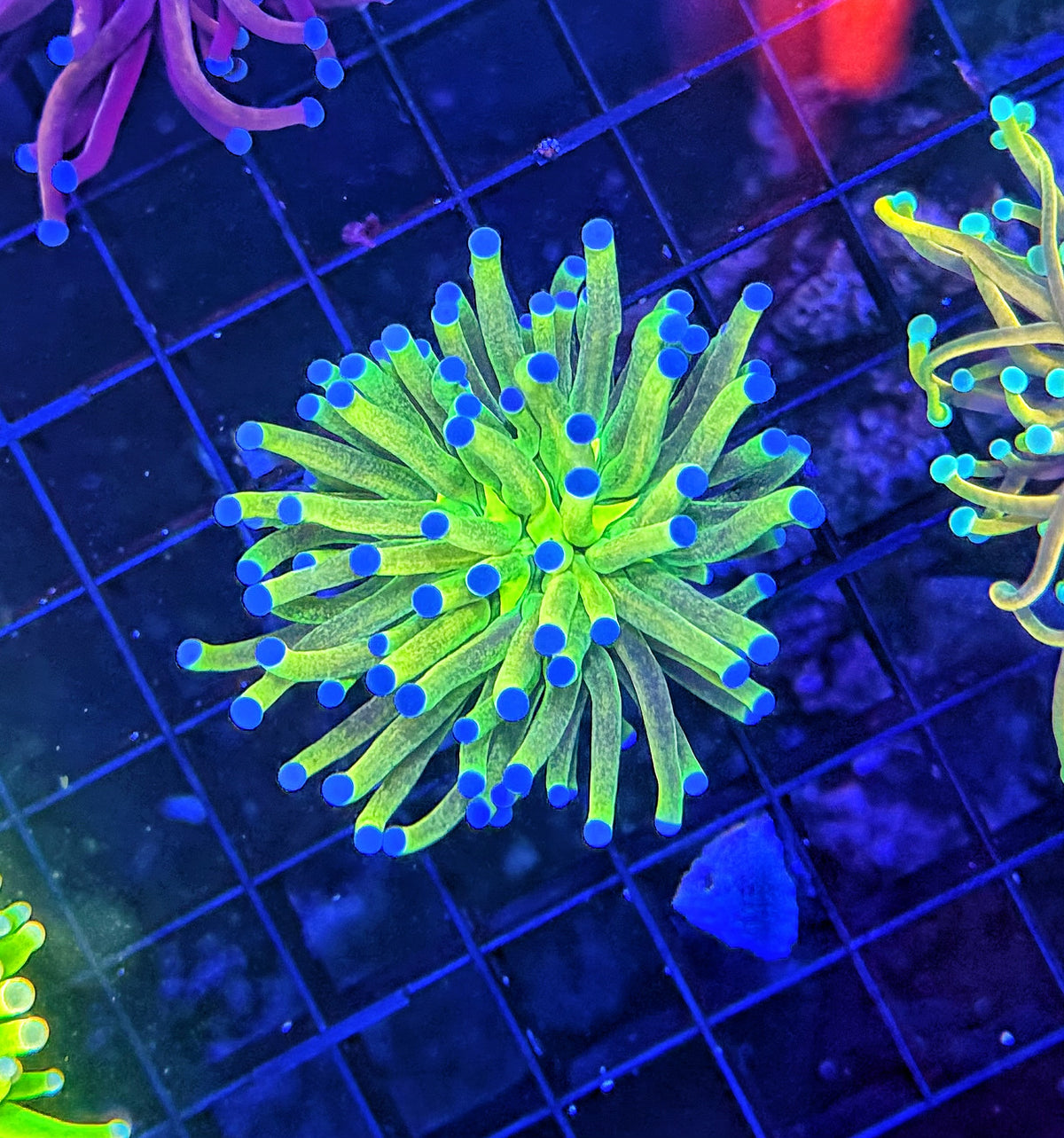 Tricolor og glitter torch