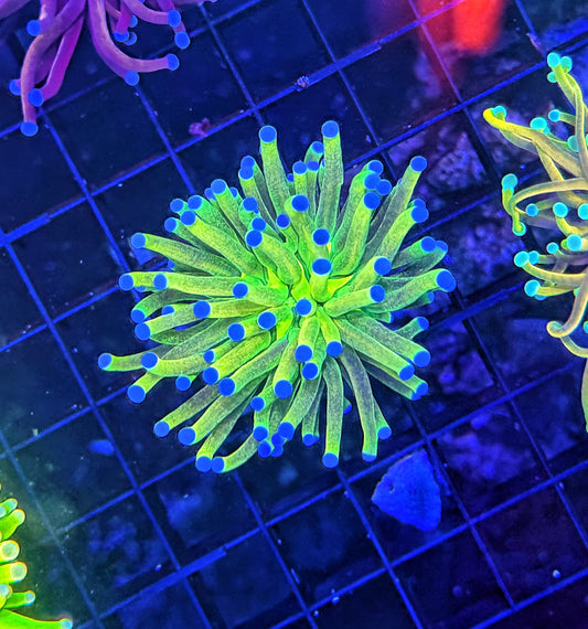 Tricolor og glitter torch