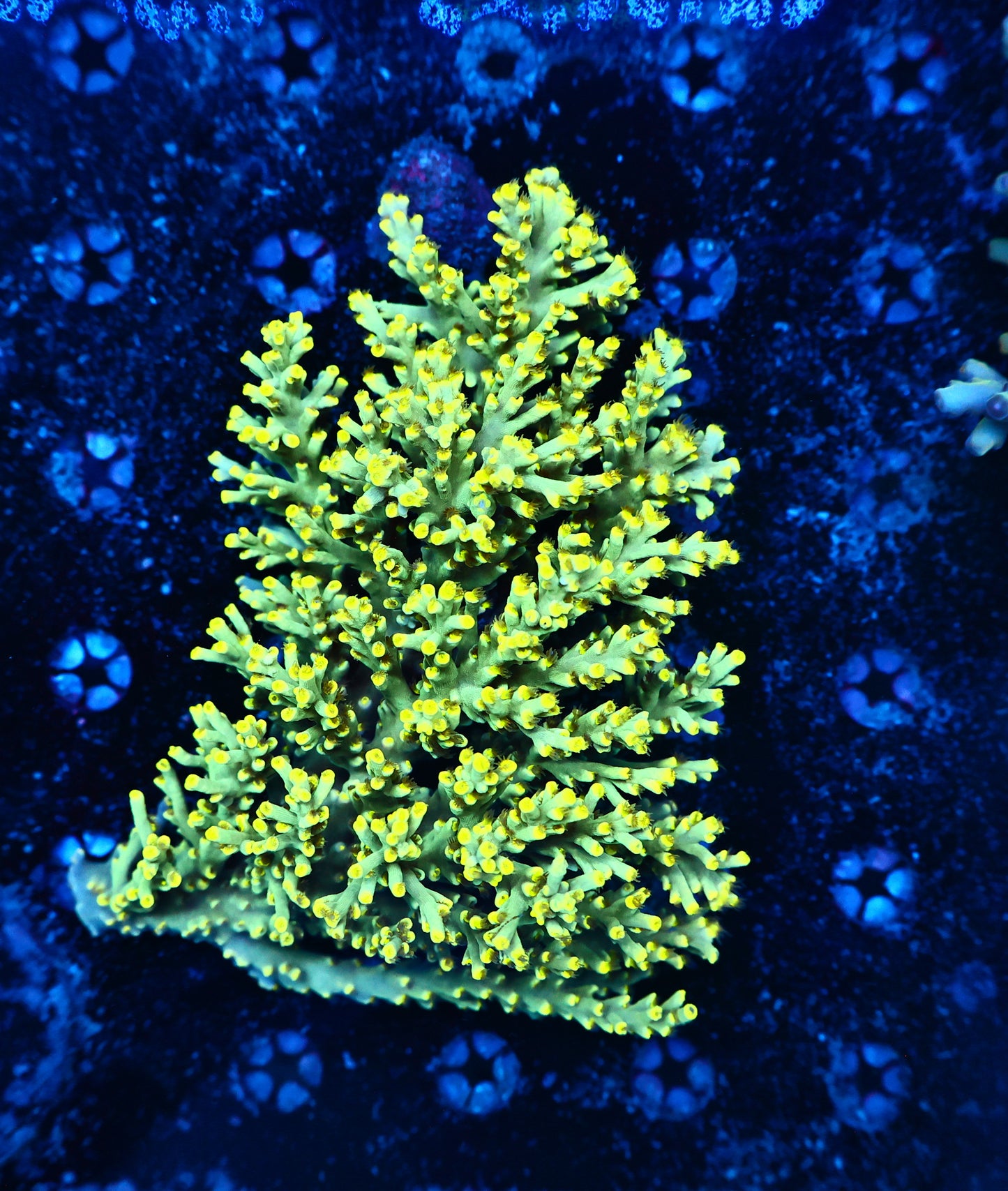 Malaysia speciosa