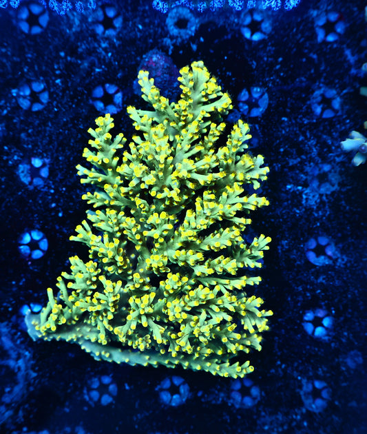 Malaysia speciosa