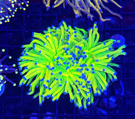 Colored OG HG xl