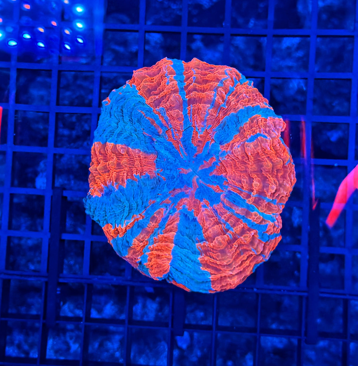 Rainbow acantho clearance