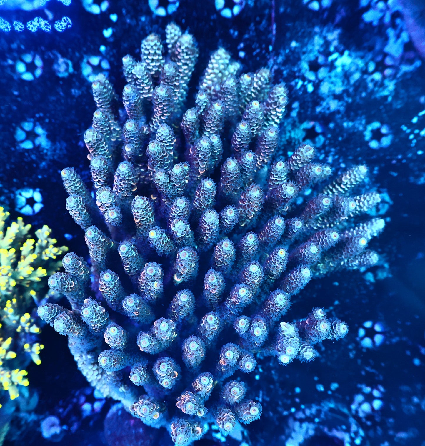 Malaysia tenuis