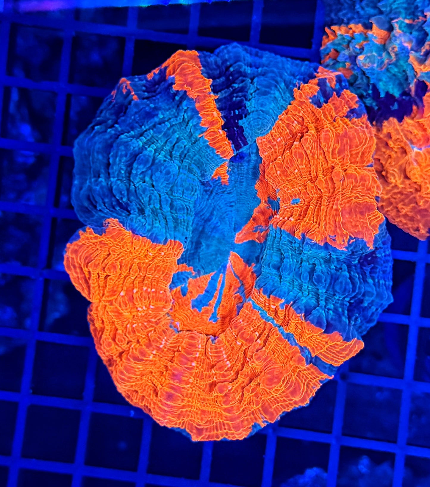 Rainbow acantho clearance