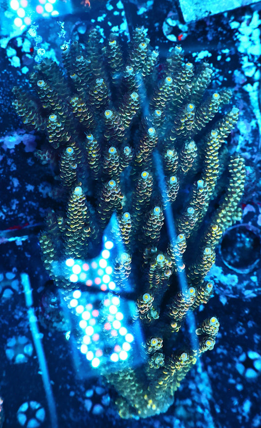 Malaysia tenuis