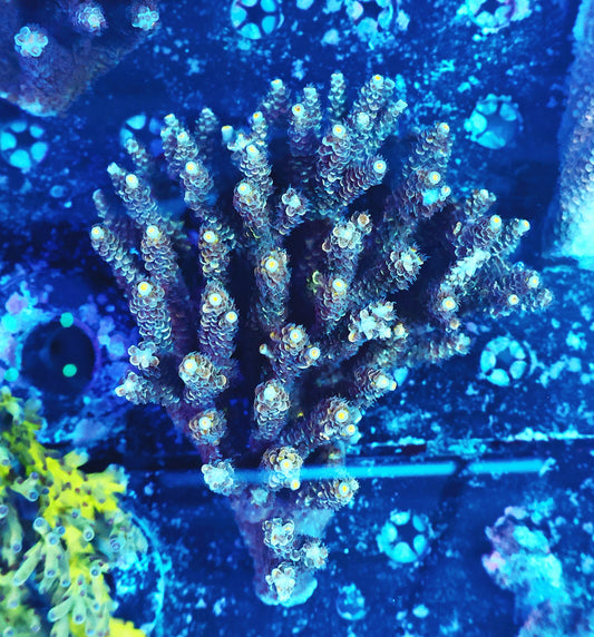 Malaysia tenuis (losing color but very healthy)