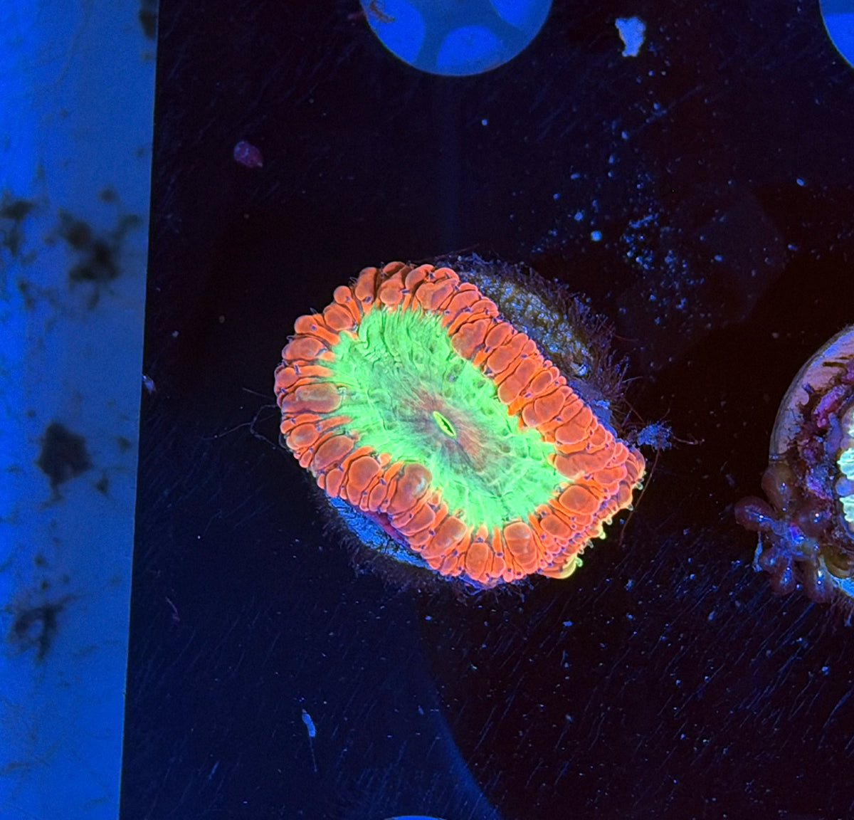 Blasto frag