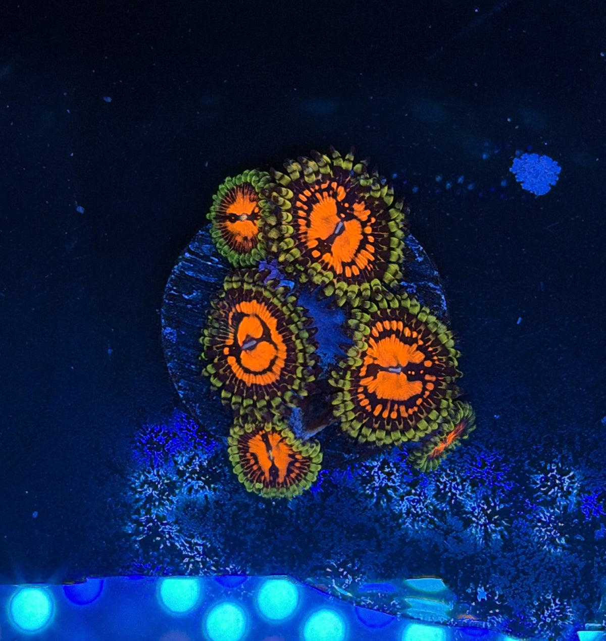 reverse hallucination zoa